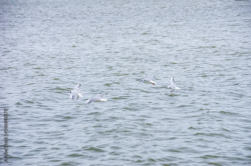 Gulls fly close above the surface of Zierker See lake in Neustrelitz, Mecklenburg-Western Pomerania, Germany, Europe.