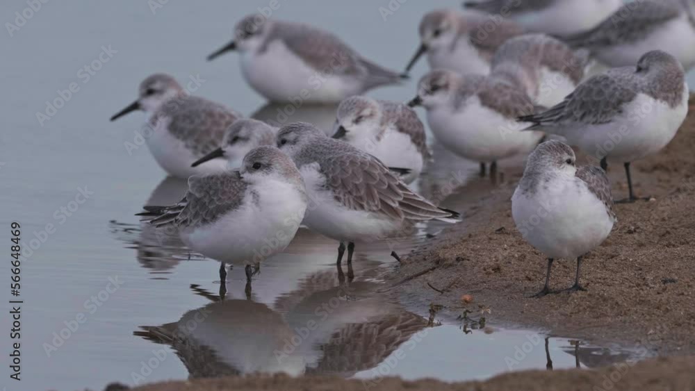 Sanderlings at the dunes Sanderlings at the dunes