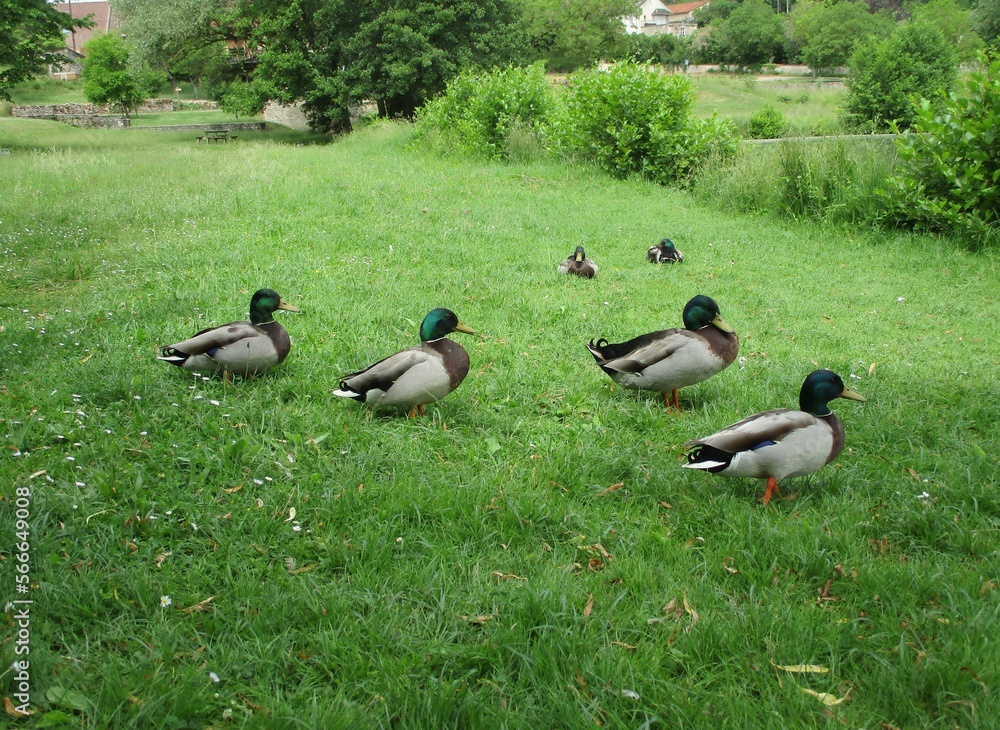 Canards Colvert Malard (Anas platyrhynchos) immobiles sur une pelouse au bord d'un étang. Canards Colvert Malard (Anas platyrhynchos) immobiles sur une pelouse au bord d'un étang.