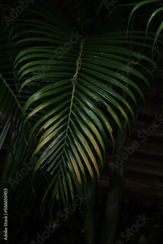 closeup shot of wet palm leaves or leafs in the rainy day on the evening