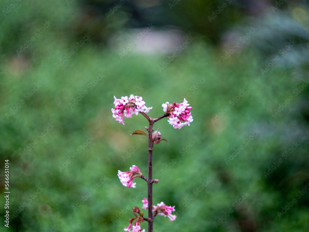 Photo macro d'une petite plante rose devant un font vert Photo macro d'une petite plante rose devant un font vert