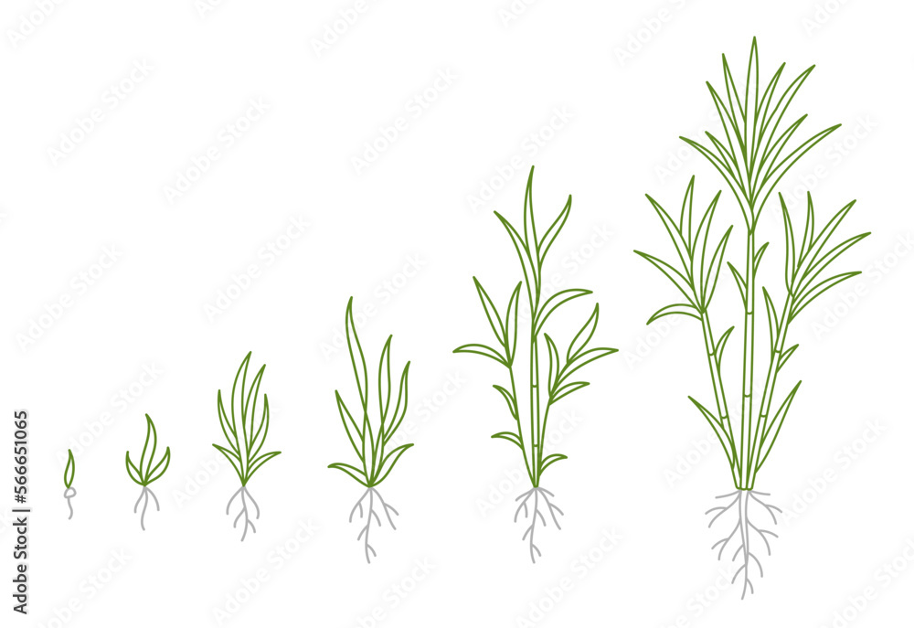 Fototapeta premium Sugar cane. Animation of the development of the plant growth stage. Hand drawn vector line. Editable outline stroke.