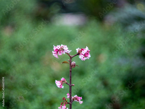 Photo macro d'une petite plante rose devant un font vert 