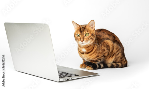 Side view of a ginger bengal cat looking at a laptop screen © Svetlana Rey