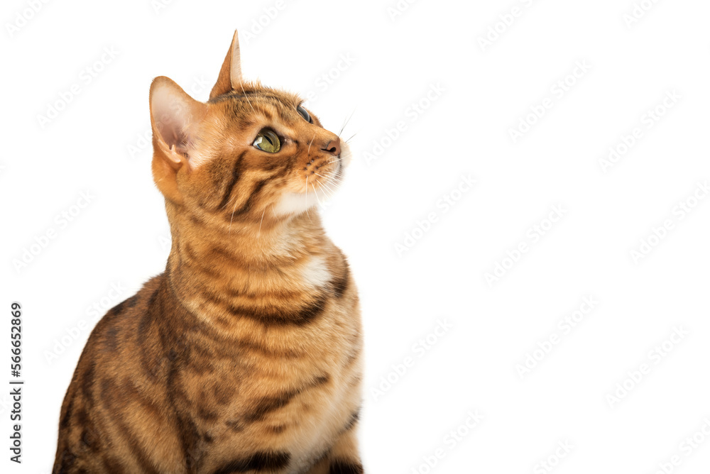 Fototapeta premium The head of a Bengal cat looking up with interest