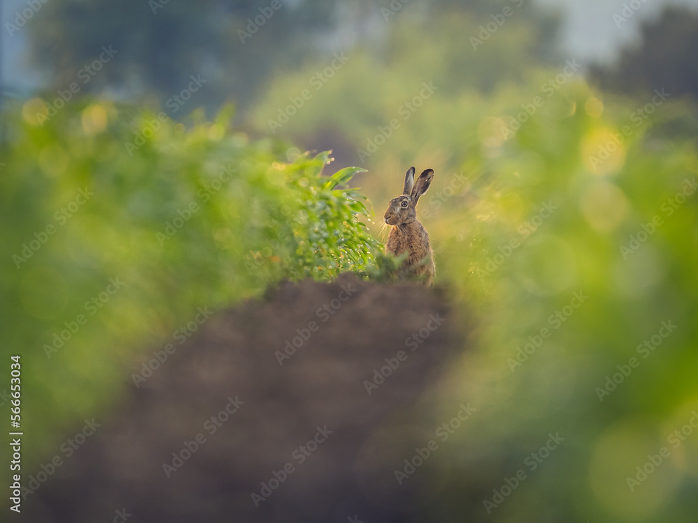 Feldhase (Lepus europaeus) in einem Maisfeld Feldhase (Lepus europaeus) in einem Maisfeld