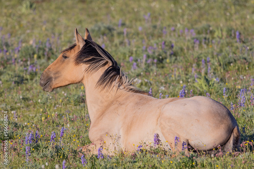 Fototapeta Naklejka Na Ścianę i Meble -  Beautiful Wild Horse in the the Pryor Mountains Montana in Summer
