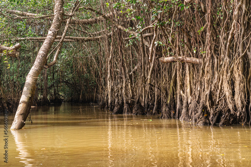 Banyan Tree and Mangrove forest in Sang Nae Canal Phang Nga, Thailand photo