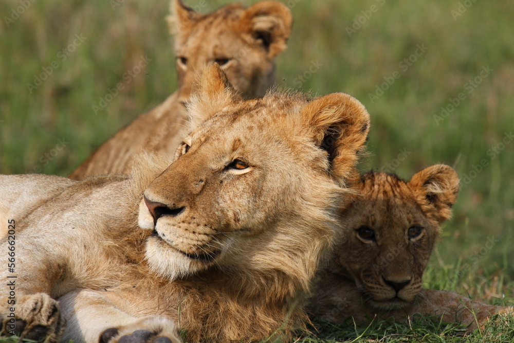 Close-up of a lioness with two cubs resting on green grass Close-up of a lioness with two cubs resting on green grass