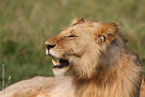 Portrait of a lioness looking left with her mouth open