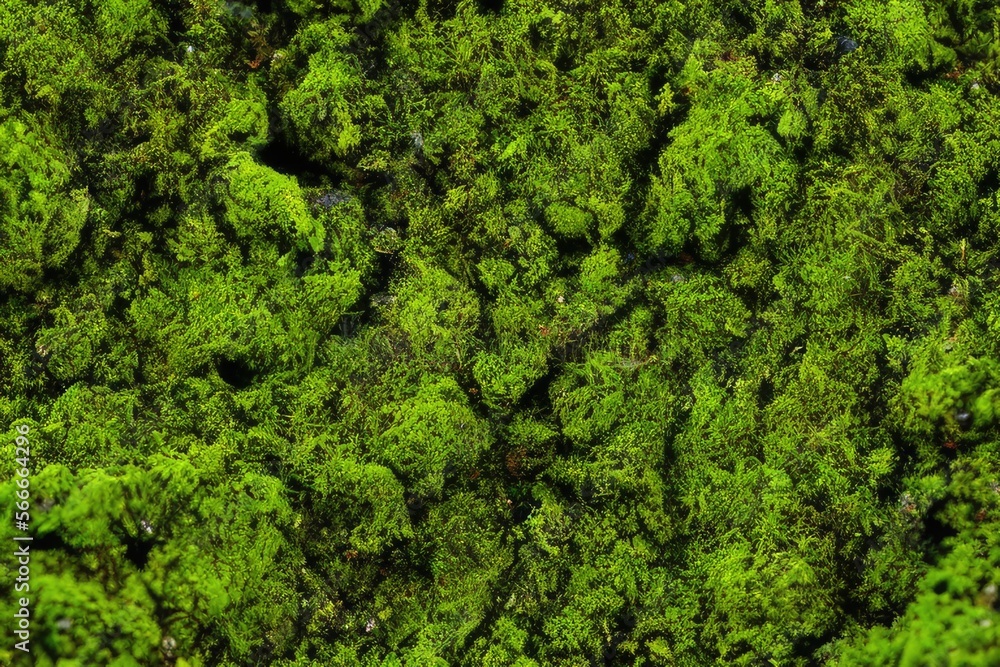 High-Resolution Image of Green Moss Texture Background, Showcasing the Natural Beauty and Textural Detail of Moss, Perfect for Adding a Fresh and Organic Element to Any Design Project High-Resolution Image of Green Moss Texture Background, Showcasing the Natural Beauty and Textural Detail of Moss, Perfect for Adding a Fresh and Organic Element to Any Design Project