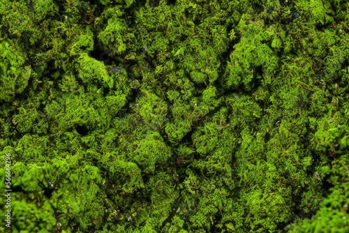 High-Resolution Image of Green Moss Texture Background, Showcasing the Natural Beauty and Textural Detail of Moss, Perfect for Adding a Fresh and Organic Element to Any Design Project