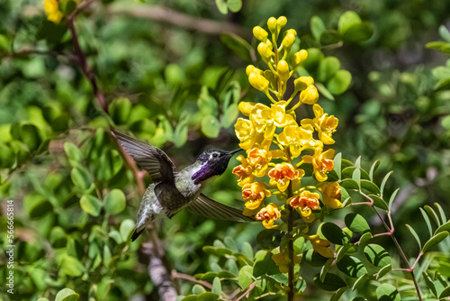 Costa's Hummingbird (Calypte costae) Feeding g in Flight on Mexican Bushbird (Caesalpinia cacalaco) Blooms