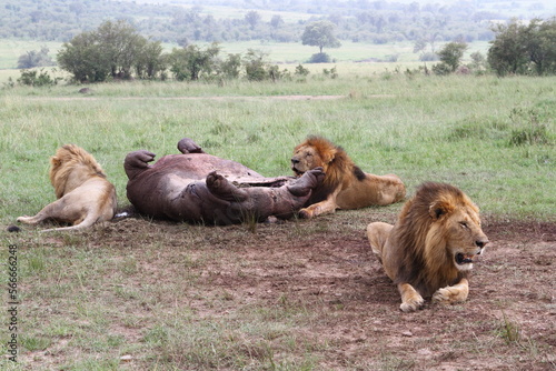 Fototapeta Naklejka Na Ścianę i Meble -  A group of three lions feeding on fresh hippo kill