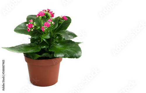green flowerpot with pink flowers on a white background