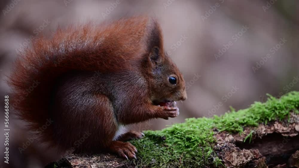 Red squirrel sitting on dead wood eating hazelnuts, european red squirrel, december, north rhine westphalia, (sciurus vulgaris), germany Red squirrel sitting on dead wood eating hazelnuts, european red squirrel, december, north rhine westphalia, (sciurus vulgaris), germany