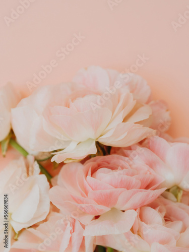 Bouquet pale pink ranunculus flowers light background.