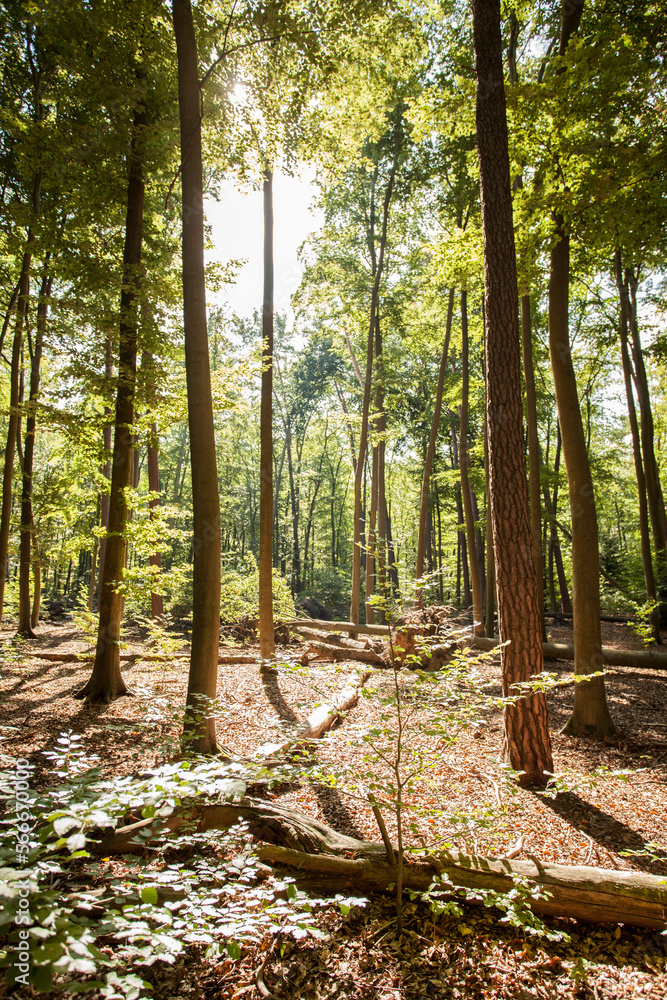 Obraz premium Natürliche Verjüngung