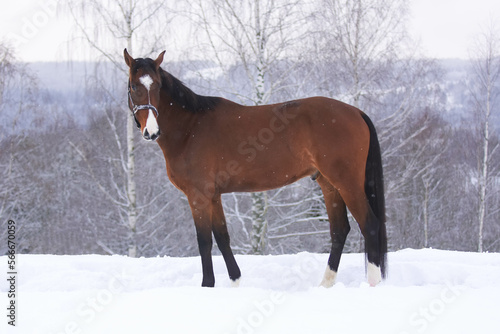 Beautiful horse winter portrait