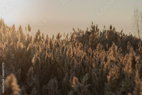 Dry reeds are very beautiful under the sunset lights.