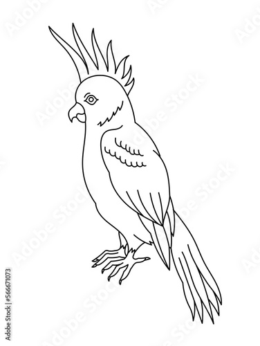 Cockatoo bird. Editable outline stroke. Vector line illustration.