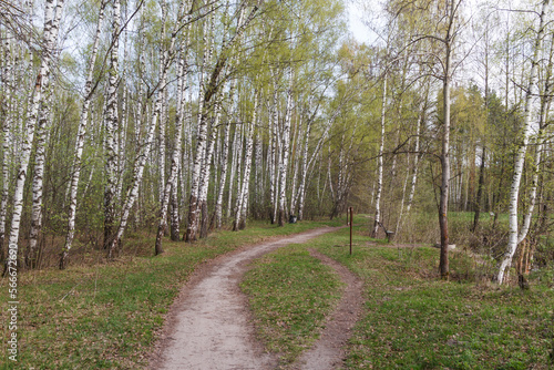 Path in the forest in spring. May in Moscow region, RussiaMo