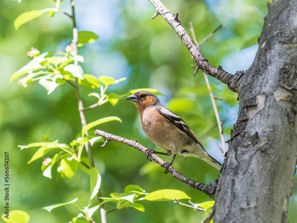 Common chaffinch, Fringilla coelebs, sits on a branch in spring on green background. Common chaffinch in wildlife. Common chaffinch, Fringilla coelebs, sits on a branch in spring on green background. Common chaffinch in wildlife.