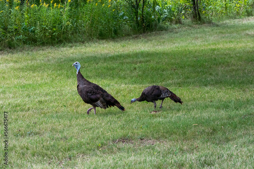 Wild Turkey Hen And Goslings In An Urban Field