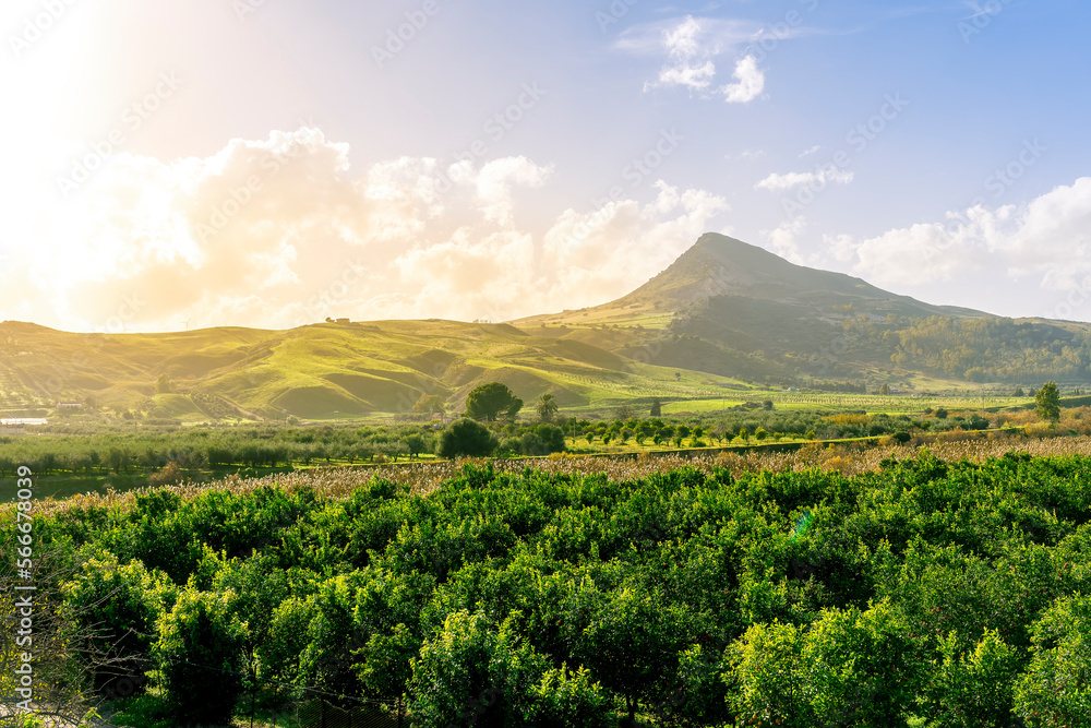 landscape of green spring friut garden with mountains and hills on background , orange plantation growing outdoor