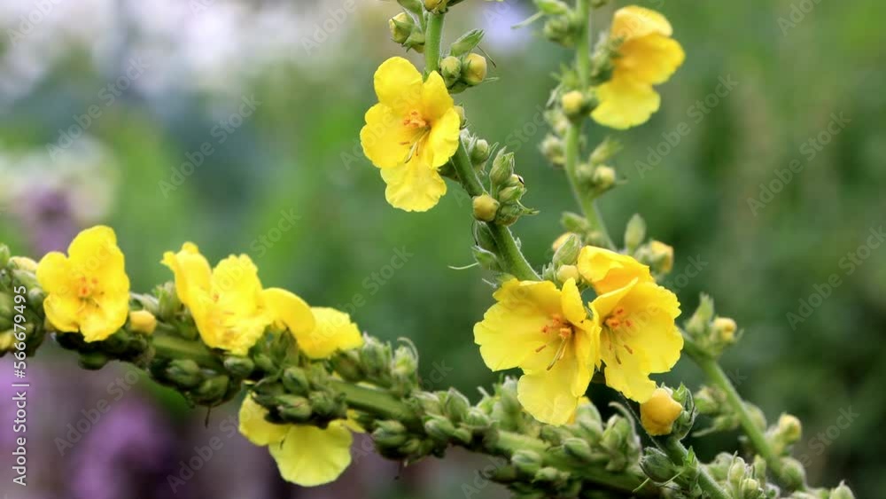 yellow flower in the garden
yellow flower in the garden