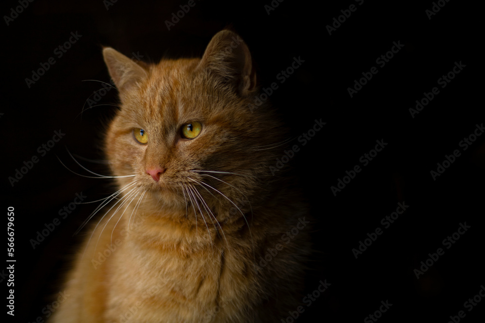 Portrait of a cat, ginger tabby cat. Cute animals.