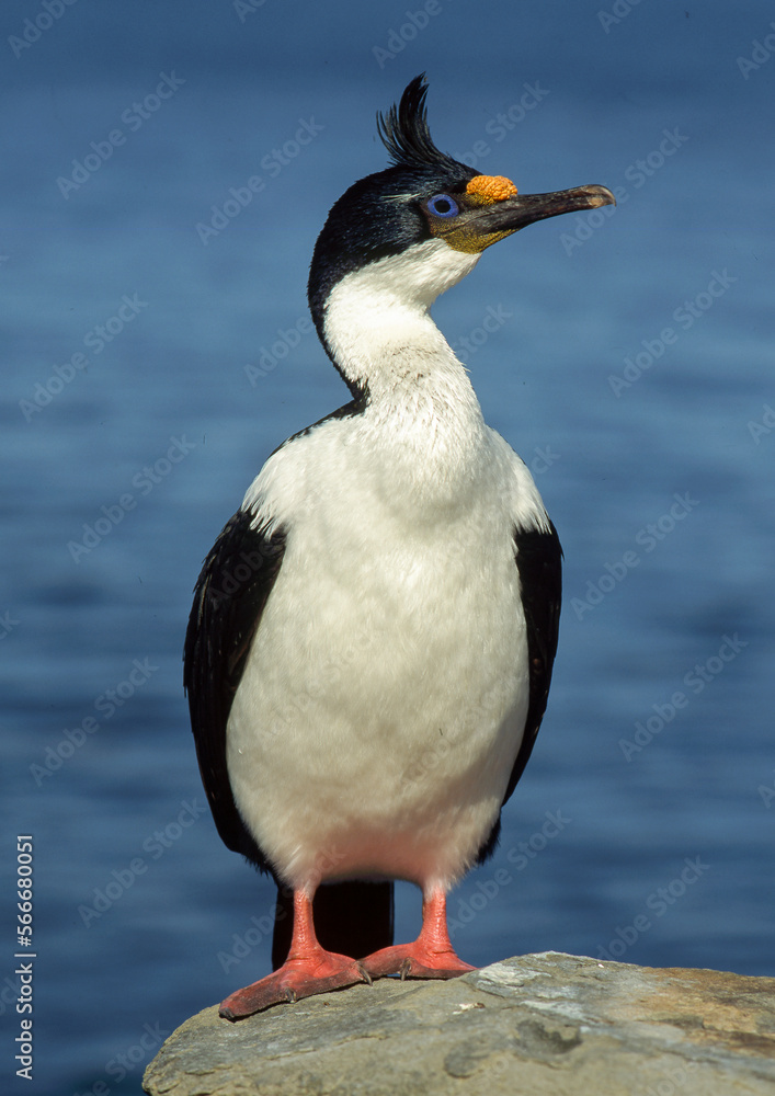 Fototapeta premium Cormoran impérial,.Leucocarbo atriceps, Imperial Shag Iles Falkland, Iles Malouines