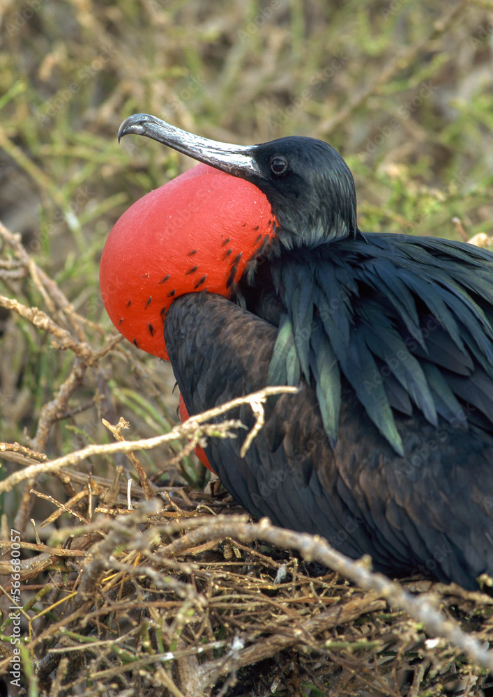 Naklejka premium Frégate du Pacifique, Grande frégate, .Fregata minor, Great Frigatebird, Arcchipel des Galapagos, Equateur
