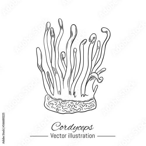 Hand drawn cordyceps mushroom. Natural medicine ingredient. Vector illustration.