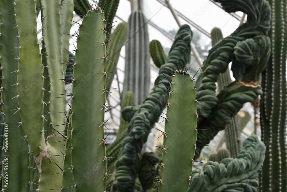 Stems of cactus in Latin called Pachycerus gaumeri growing in botanic
