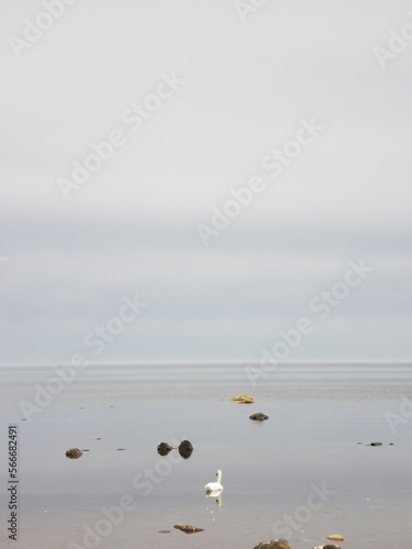 seagull on the beach