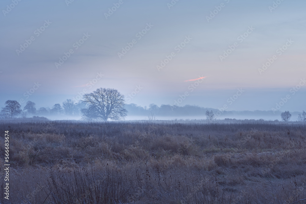 Fototapeta premium Landschaft mit Baum im Nebel zum Sonnenaufgang und braunem Gras im Vordergrund