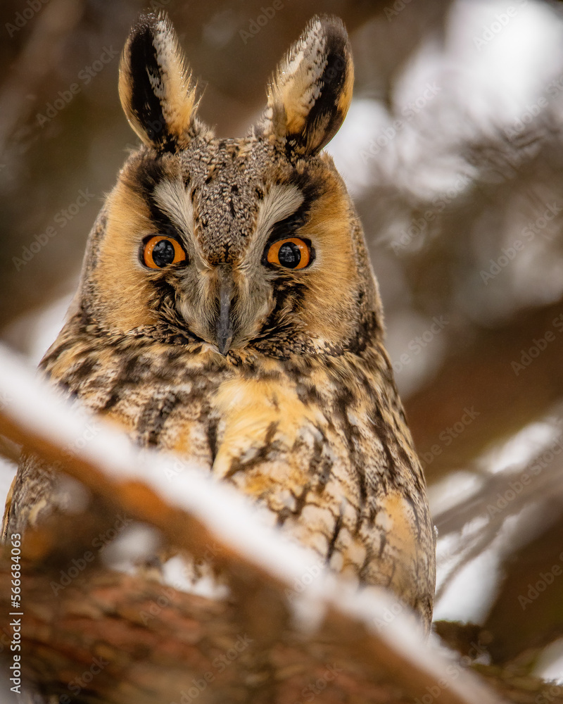 Long-eared owl