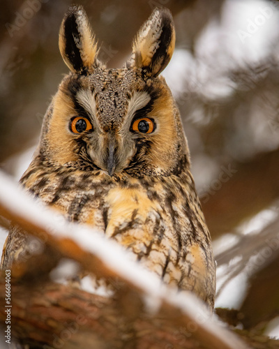Obraz na płótnie Long-eared owl w salonie