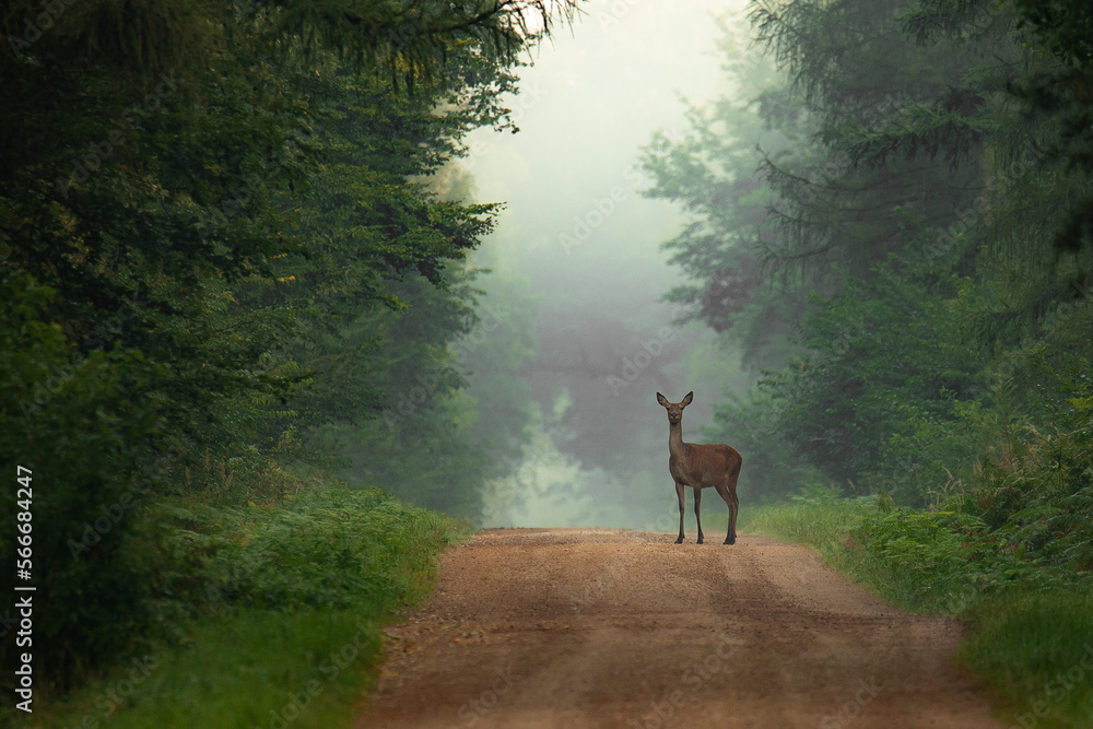 Deer