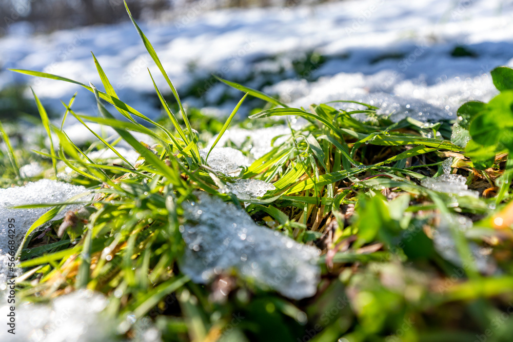 Spring is coming. Green grass covered with snow on a clear sunny day Spring is coming. Green grass covered with snow on a clear sunny day