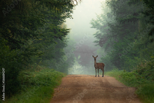 Obraz na płótnie Deer w salonie