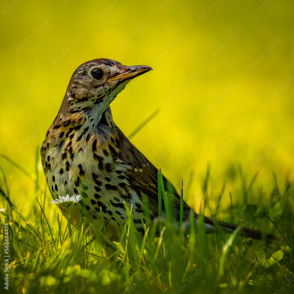 Bird