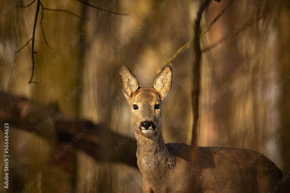 Roe Deer