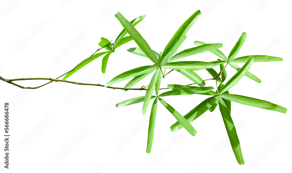 Branches and green leaves with transparent background Branches and green leaves with transparent background