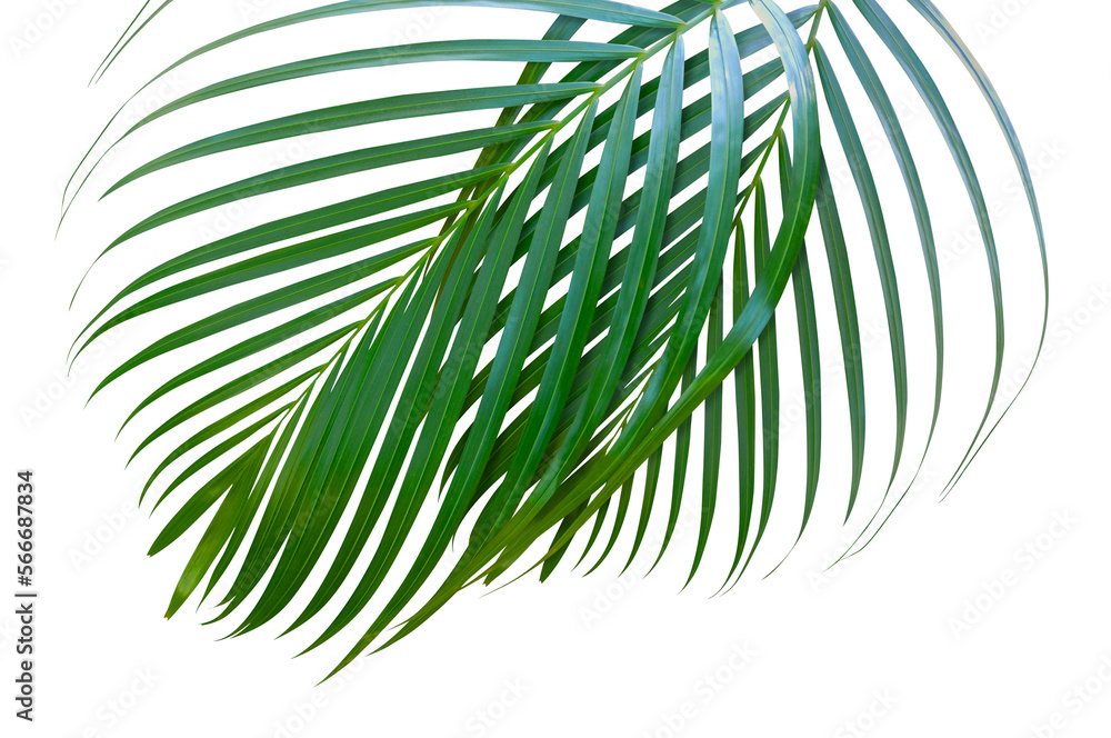 Fototapeta premium green palm leaves transparent