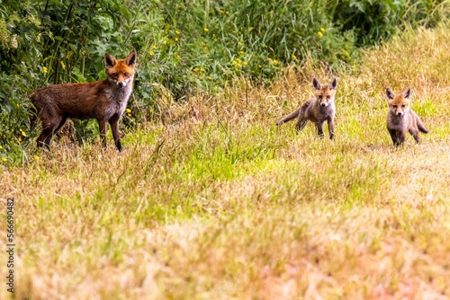 Red Fox Vixen and Cubs