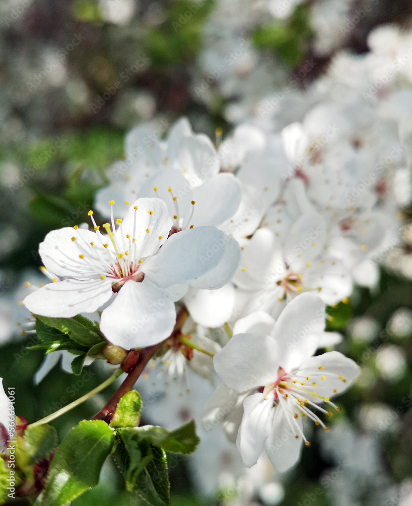 Obraz premium Beautiful white cherry blossoms close up