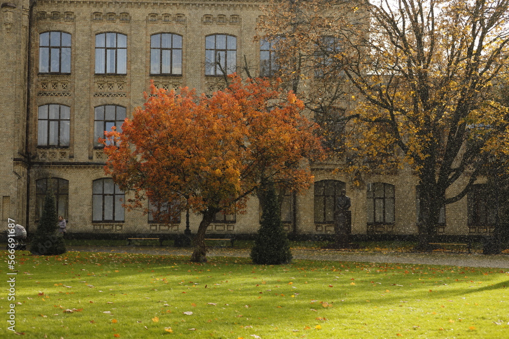 Naklejka premium autumn in the park