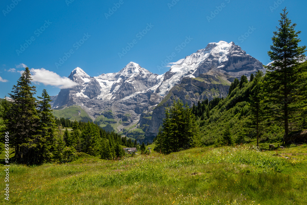 The Bernese alps with the Jungfrau, Monch and Eiger peaks over the alps meadows and forest.
